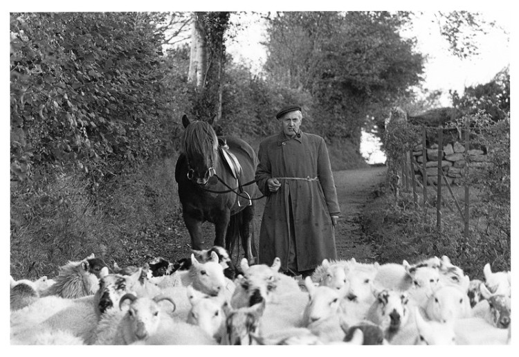 Arthur Stanbury bringing sheep off the moor, Teigncombe Fram, Chagford 1978.jpg