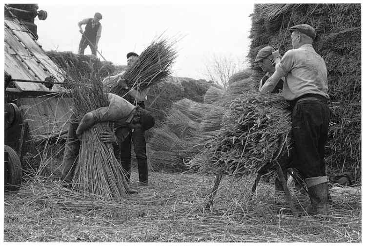 Binding nitches for thatching, Hittisleigh 1978.jpg