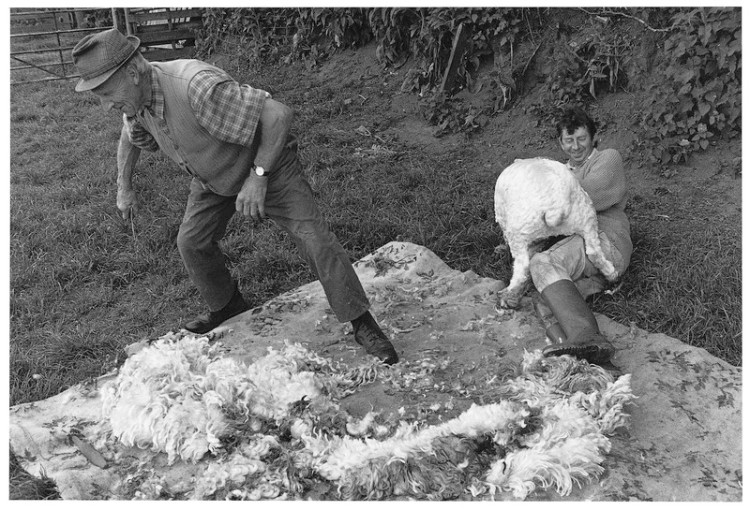 Charlie Mead & Derek Mortimore shearing a Greyface Dartmoor, Wonson 1998.jpg