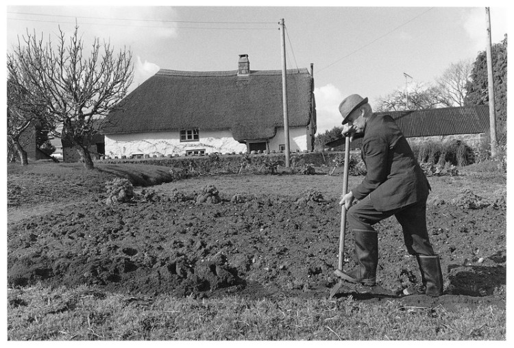 Charlie Mead turning over his vegetable plot, Mount Pleasant Farm, Murchington 1998.jpg