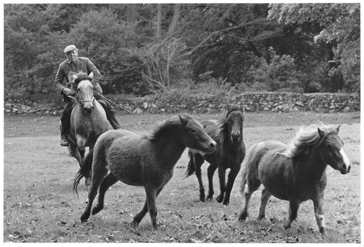 Cyril Abel rounding up ponies, Moortown Farm, Whitchurch 1978.jpg