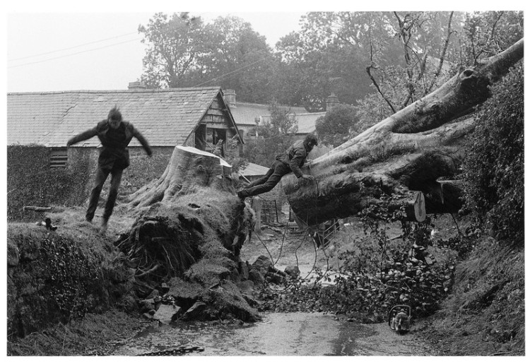 Fallen beech, Forder Farm, Throwleigh 1983.jpg