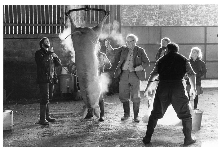 Hoisting the pig, Bowden Farm, Drewsteignton 1983.jpg
