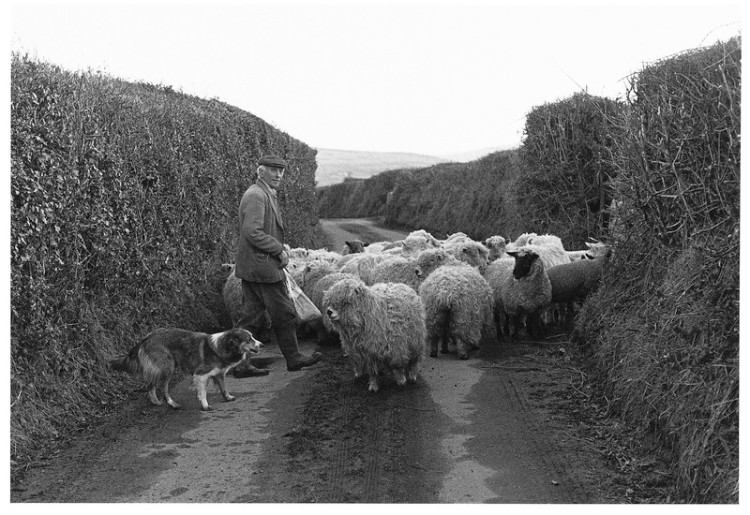 Jack Lewis and his Greyface Dartmoor sheep, Murchington 1978.jpg