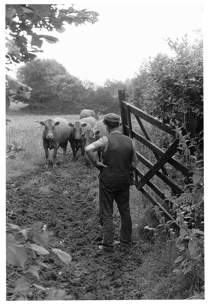 Joe White bring in the cows, Batworthy 1980.jpg