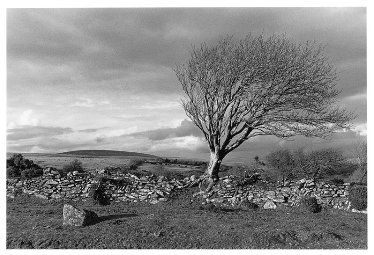 Mountain Ash, Scorhill Gate, Gidleigh 1998.jpg