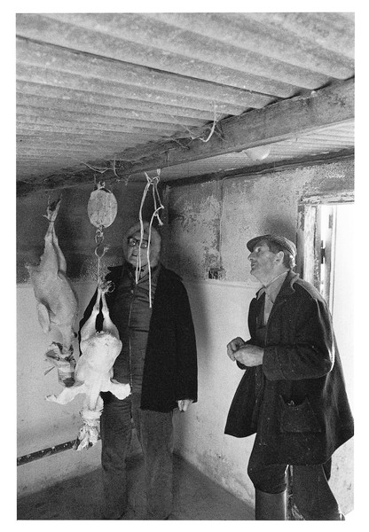 Mrs Fox-Pitt weighing turkeys, Chapple Farm, Gidleigh 1981.jpg