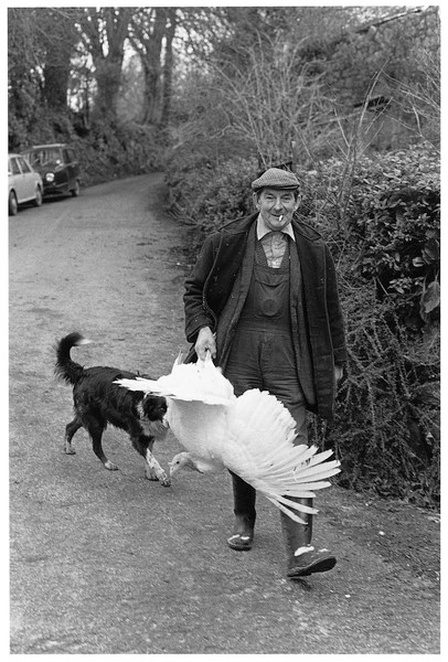 Norman Mortimore turkey killing, Chapple Farm, Gidleigh 1980.jpg