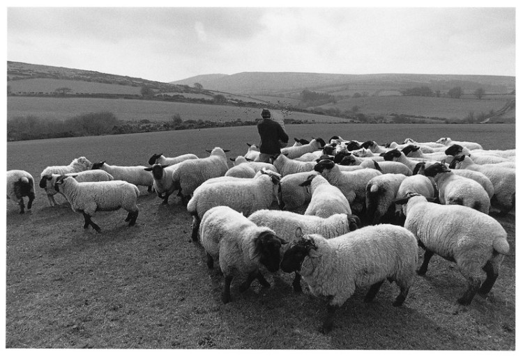 Patrick Coaker feeding his Suffolk rams, Widecombe 1999.jpg