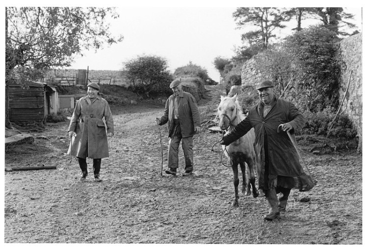 Peter & Fred Hutchings with Sam Harris, Yardworthy Pony Drift, Chagford 1981.jpg