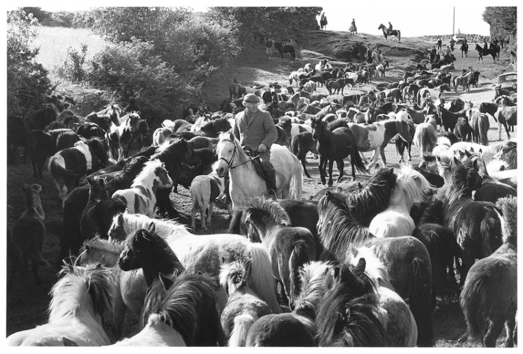 Peter Hutchings drifting ponies off the Common Tawton Gate, Chagford 1980.jpg