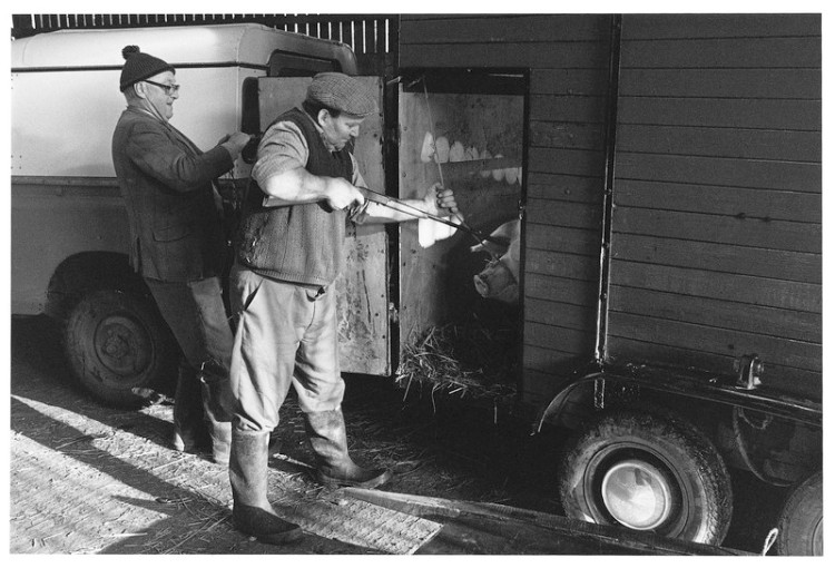 Sonny Martin and Henry Scott shooting the farm pig, Bowden Fram, Drewsteignton 1983.jpg