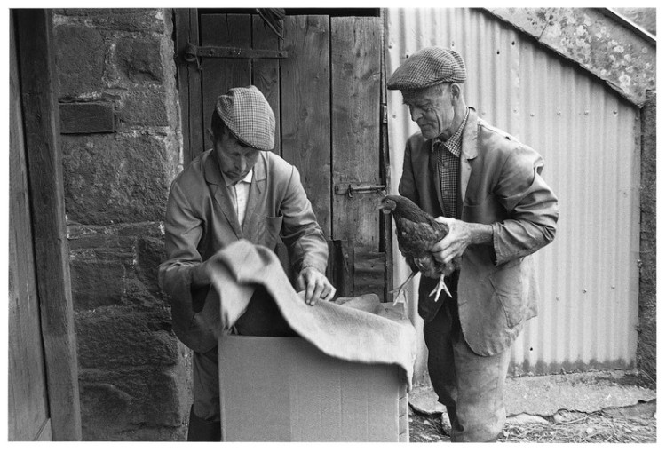 packing up the chickens, Truelove 1998.jpg